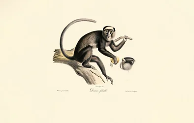 White-fronted Spider Monkey