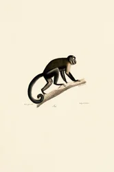 White-headed Capuchin