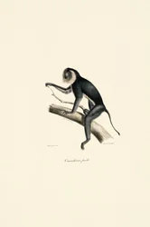 White-shouldered Marmoset (female)