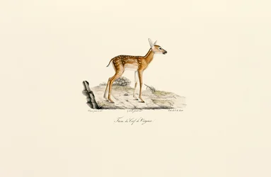 White-tailed Deer - Fawn