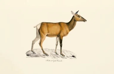 White-tailed Deer - Female