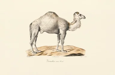 White Dromedary