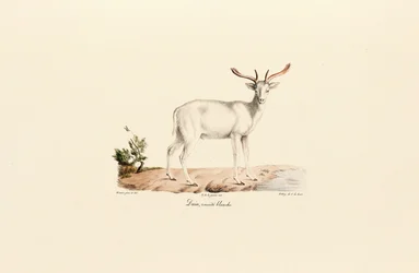 White Fallow Deer Variant