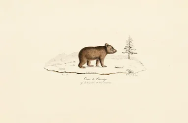 Young Brown Bear from Norway