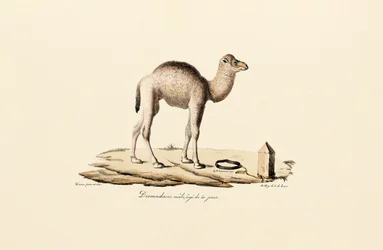Young Dromedary Camel