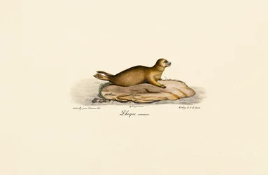 Young Harbor Seal