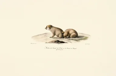Young Jackals from India and Senegal