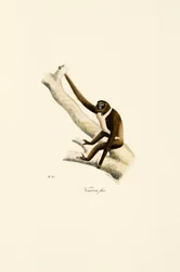 Young White-handed Gibbon