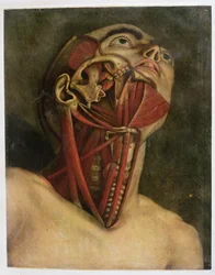 Cross-Section of the Right Hand Side of the Neck and Face
