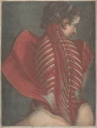 The Anatomical Angel