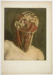 Neck Muscles, plate three from Complete Musculature in Natural Size and Color