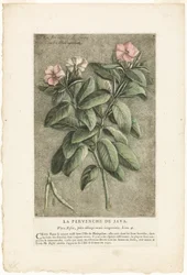 The Periwinkle of Java, from Collection of Usual, Curious, and Foreign Plants