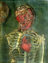 Throat and heart, plate from 