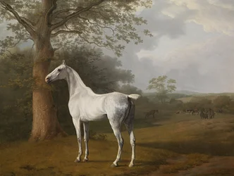 Gray Horse in the Meadow