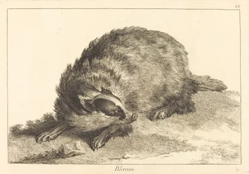 Badger