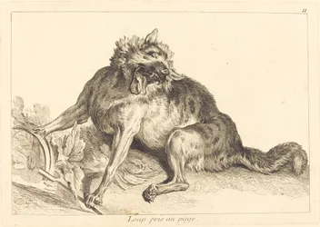 Wolf Caught in a Trap