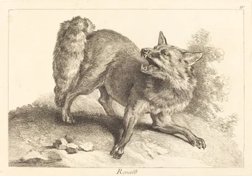 Fox