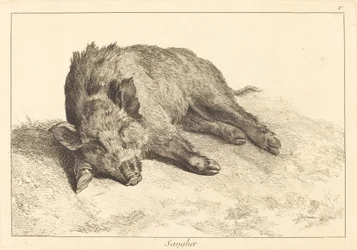 Wild Boar Lying Down, Head to the Left
