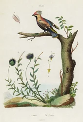 Bohemian Waxwing and Sheep