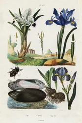 Iris, Mussel and Beetle