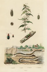 Sea Lamprey and Beetles