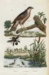 Sparrowhawk, mayfly and bee
