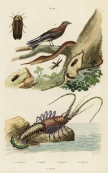 Spiny Lobster, Woodswallow, Firefly and Leaf-Nosed Snake