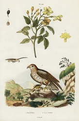 Yellow jasmine and short-toed snake eagle