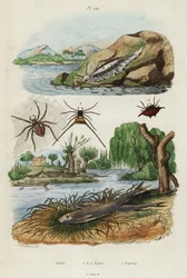 Sea slug, garden spider and European smelt