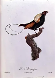 Bird of Paradise, engraved by Jacques Louis Peree