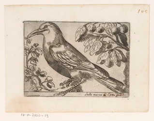 Bird (Chuta marina) (Birds Series)