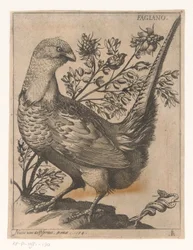 Pheasant