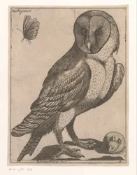 Barn Owl (series title: Nine Birds)