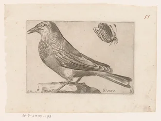 Starling (Sturnus vulgaris)