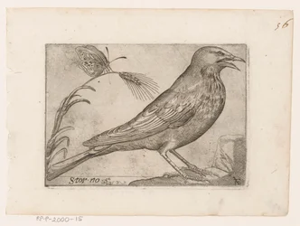 Starling (Sturnus vulgaris) (Storno) (Birds)