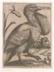 Water Bird