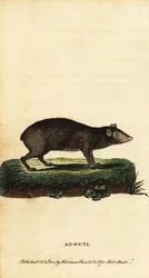 Agouti, Dasyprocta Species (engraving)