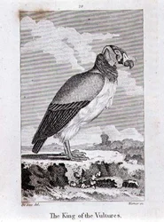 The King of The Vultures, from 