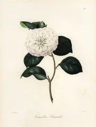 Camellia Japonica Variety, Camellia bonardii or Camellia bonnardii