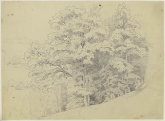 Piece of a Forest on a Slope