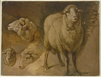 Sheep