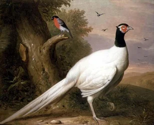 A White Pheasant in a Landscape