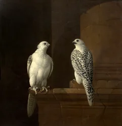 Two Iceland Falcons
