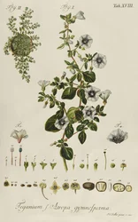 Convolvulus: Teganium f. Atropa Gymnosperma from "Plantae Rariores"