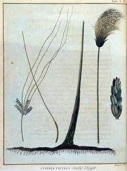 Cyperus Papyrus, Strain of Egypt - from 