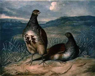 Partridges, plate 1 of British Feather Game