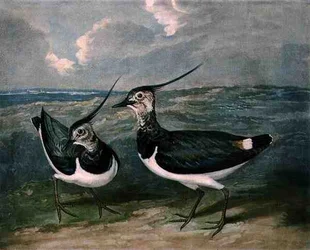 Plovers, plate 9 of British Feather Game