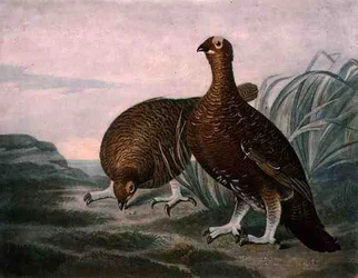 Red Grouse, plate 8 of British Feather Game, engraved by Charles Turner (1773-1857), published by R. Ackermann, c.1810