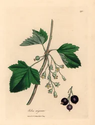 Blackcurrant tree, Ribes nigrum, from a botanical illustration by James Sowerby from William Woodville and Sir William Jackson Hooker