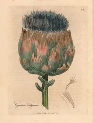 Blue and purple flowered artichoke, Cynara scolymus, from a botanical illustration by James Sowerby from William Woodville and Sir William Jackson Hooker